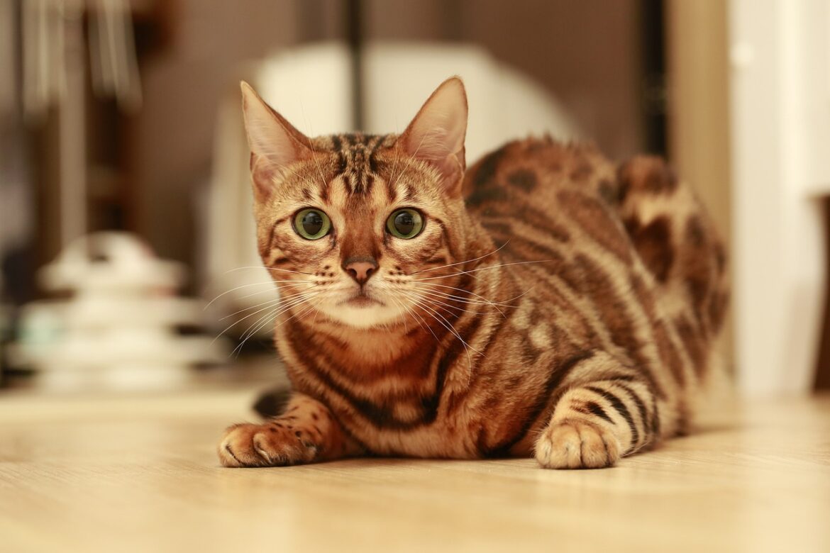 10 Cat Breeds with the Most Expressive Faces