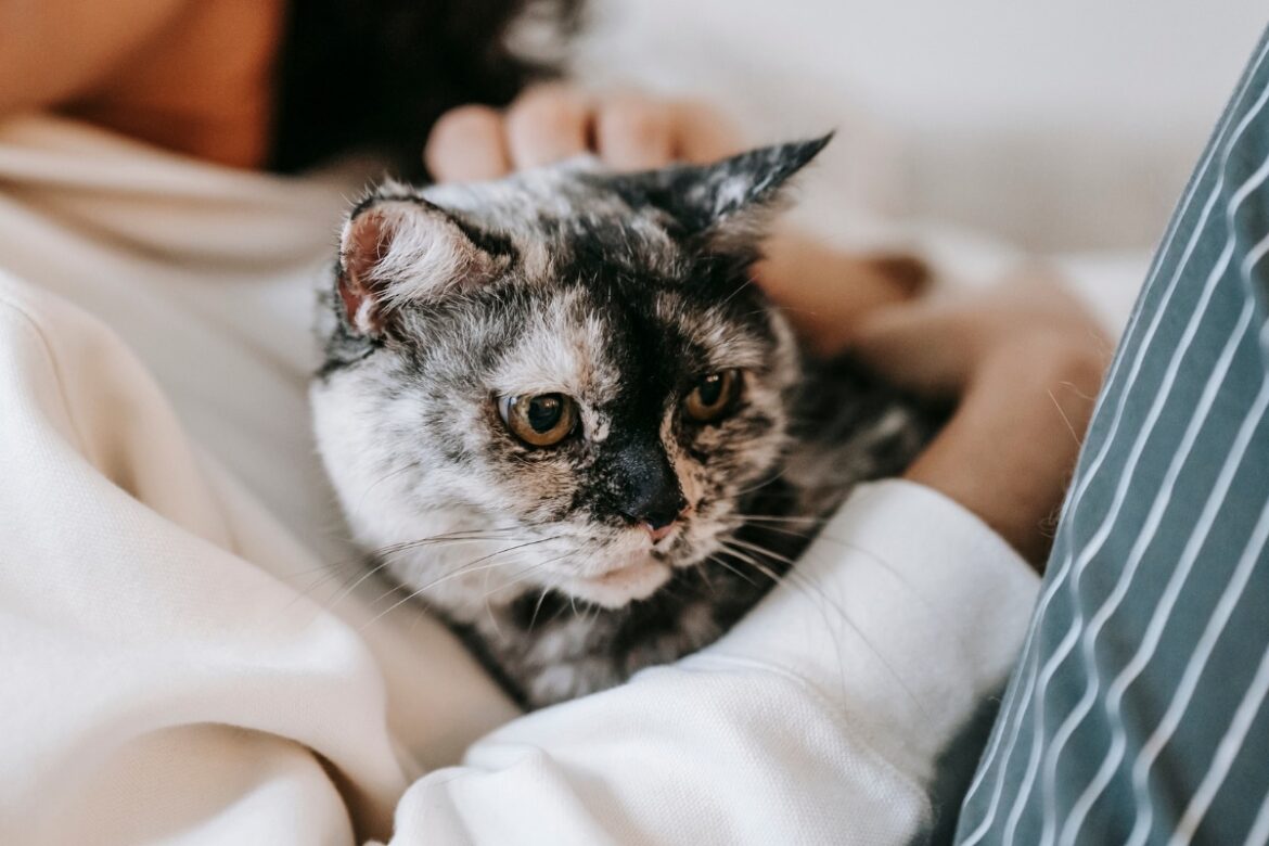7 Signs Your Cat Is Secretly Plotting a Takeover
