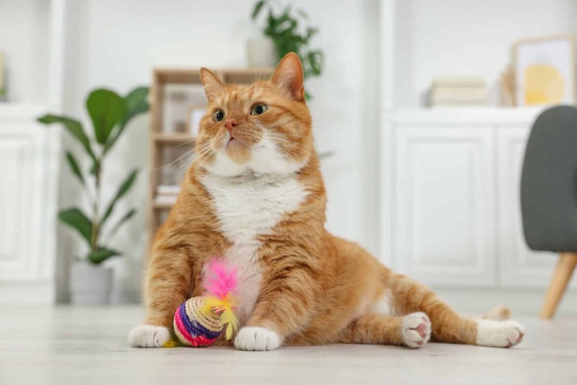 7 Signs Your Cat Thinks They're a Little Celebrity