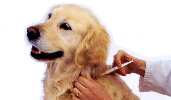 A Schedule of Dog Vaccinations
