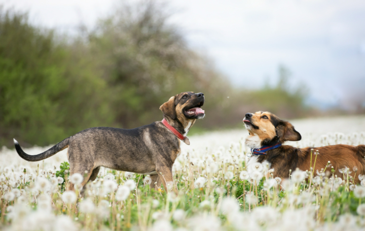 Dogs and Seasonal Changes: How to Adjust Their Care Throughout the Year