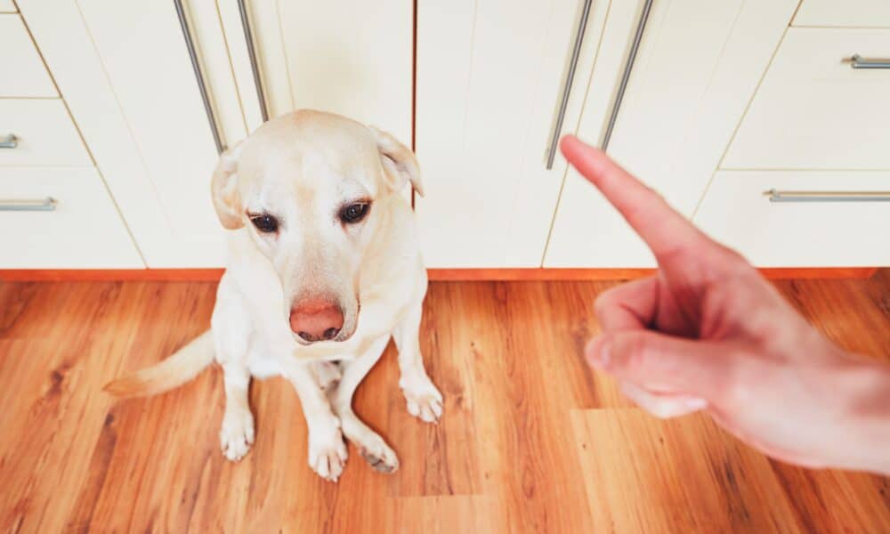 How Our Pooches Say Sorry – The Dogington Post