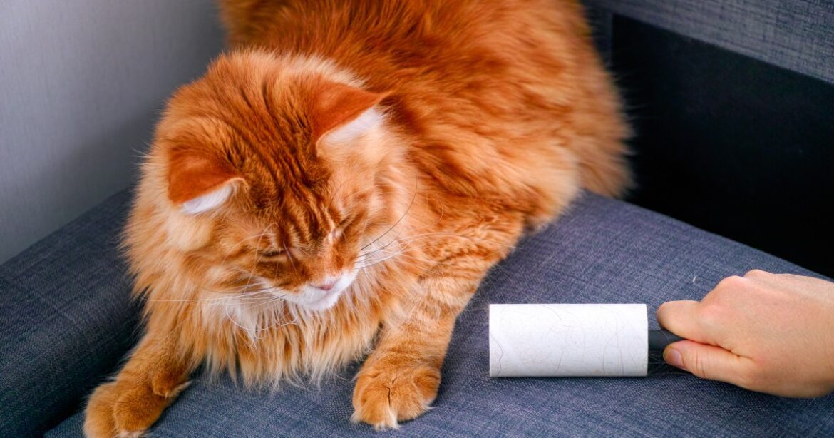 How to Effectively Deal With Cat Hair