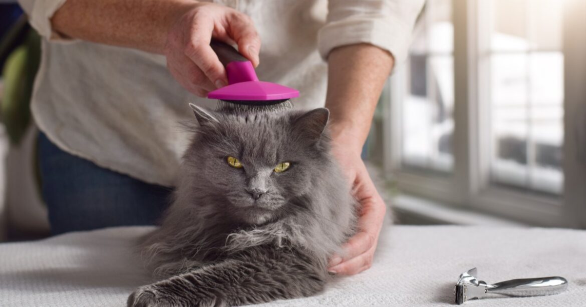 How to Groom a Long-Haired Cat