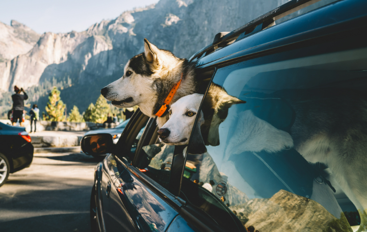 How to Travel Safely with Your Dog: Tips for Road Trips, Flights, and More