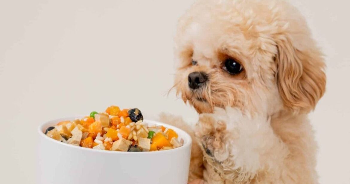 I've Seen Hundreds of Dog Diets. Here's Why Fresh Food From Golden Child Is Different