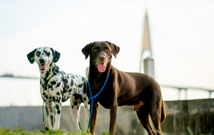 The Best Dog Breeds for Therapy Work: Finding the Right Fit