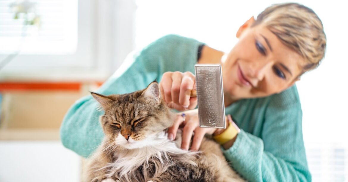 The Most Common Cat Grooming Mistakes Pet Parents Make