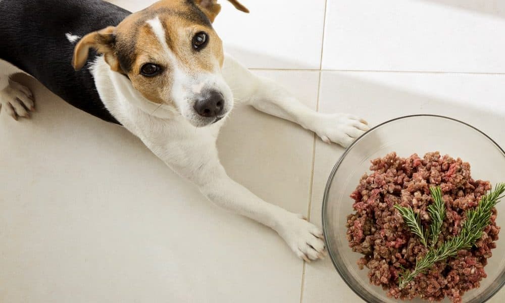 Transitioning Your Dog to a Raw Food Diet – The Dogington Post